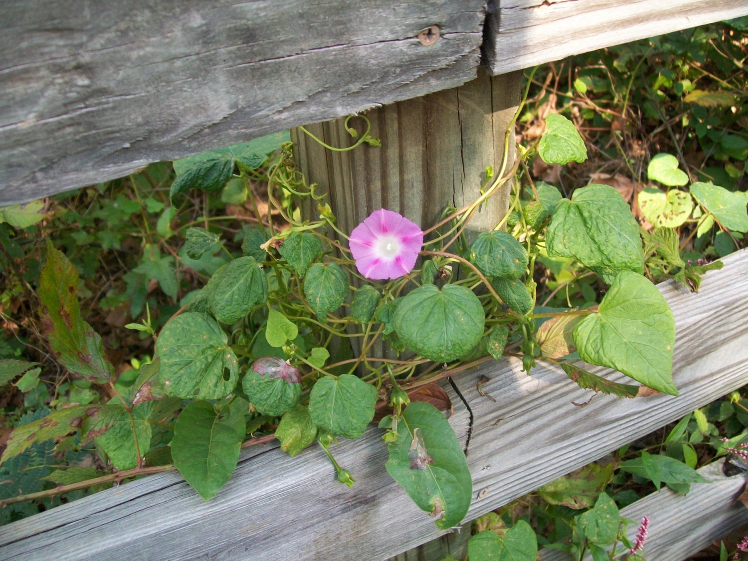 lonelyflower